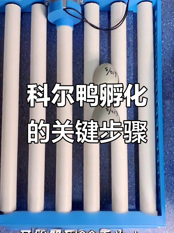 柯尔鸭孵化全纪录：从22天到新生小鸭的成长过程