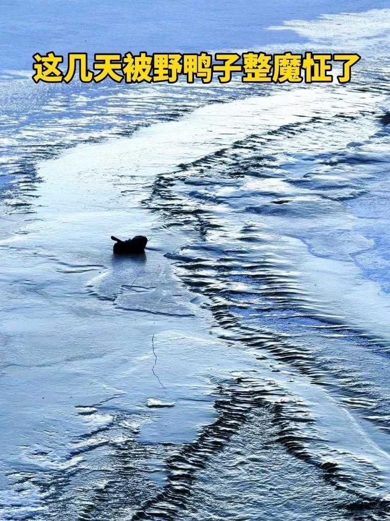 以为野鸭子被冰冻了，结果……东北的冬天 野鸭子