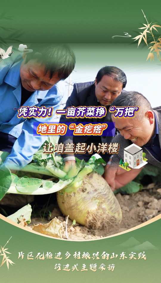 片区化推进乡村振兴的山东实践丨一亩芥菜挣“万把”,地里的“金疙瘩”让咱盖上小洋楼!