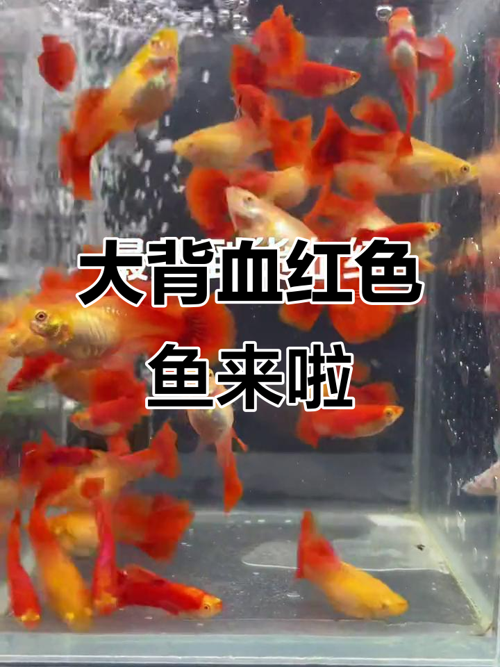 最新大背血红鱼到货,水中游动带来好运!