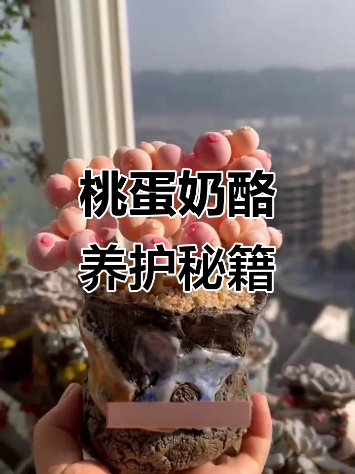 如何让桃蛋和奶酪多肉植物更圆润？控养技巧大公开