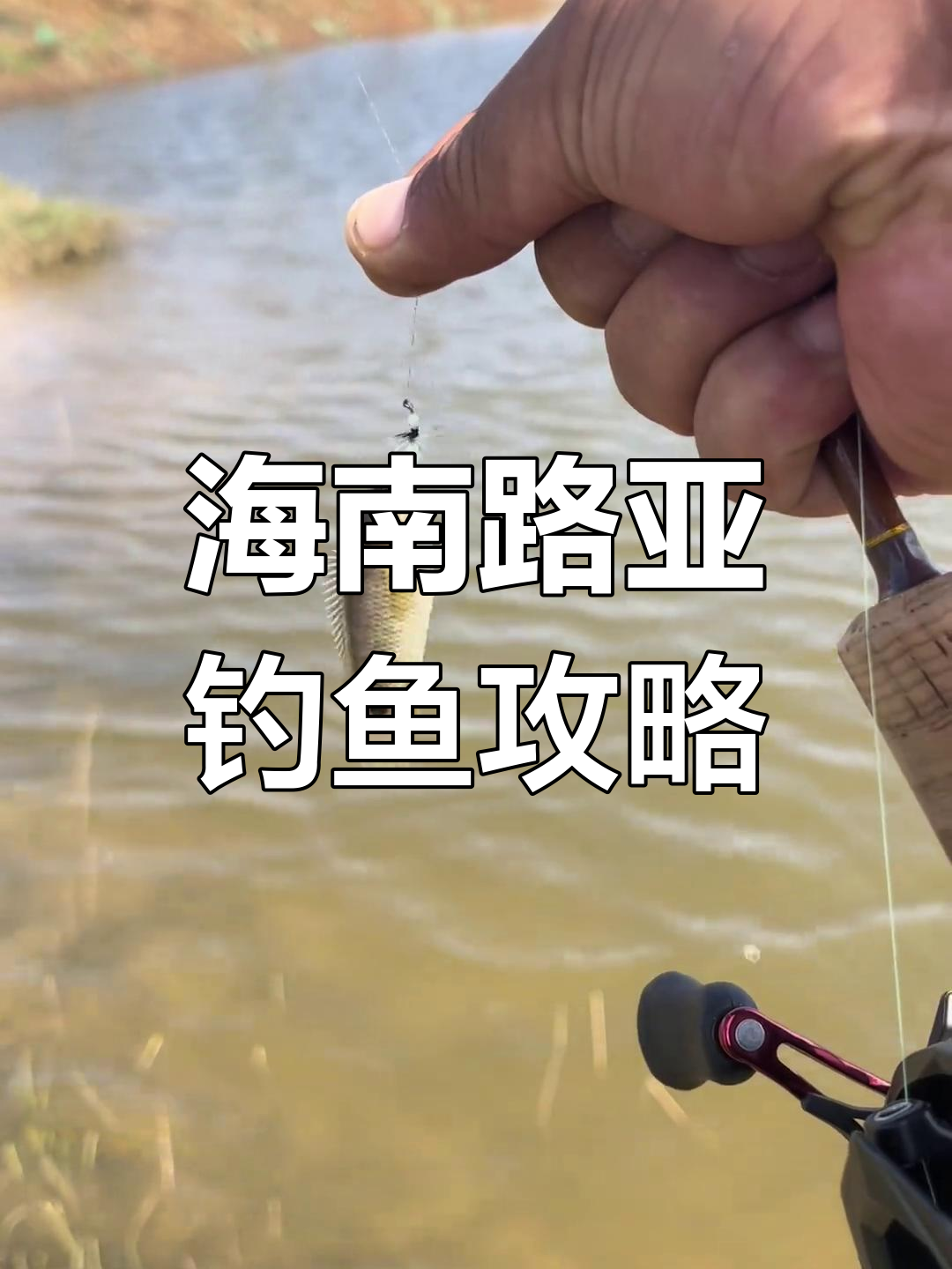 海南路亚资源丰富,小水坑也能钓到多种淡水鱼