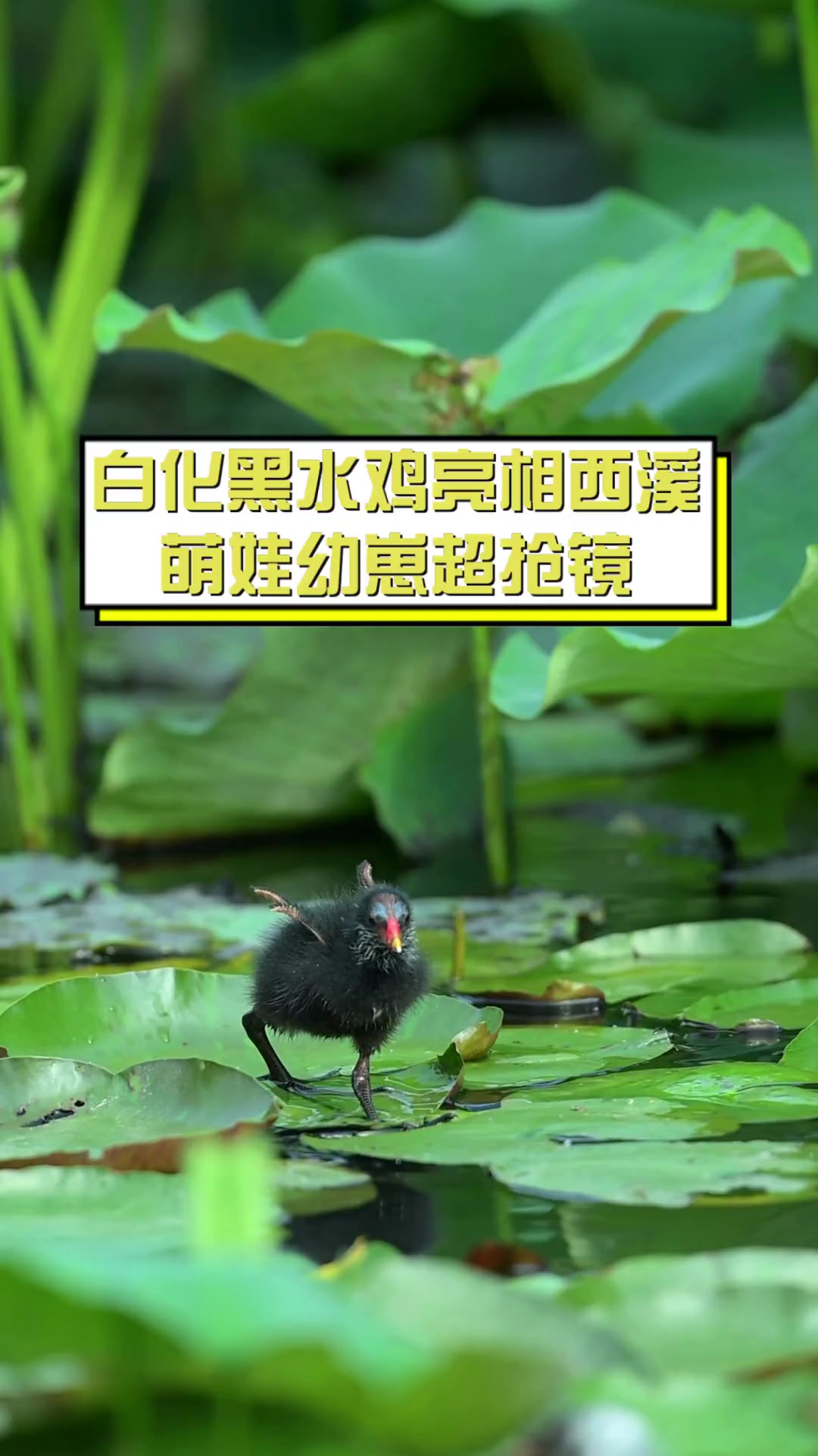 白化黑水鸡亮相西溪,萌娃幼崽超抢镜