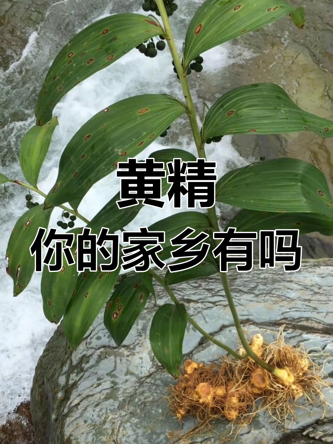 你家乡有黄精吗?这种植物你认识吗