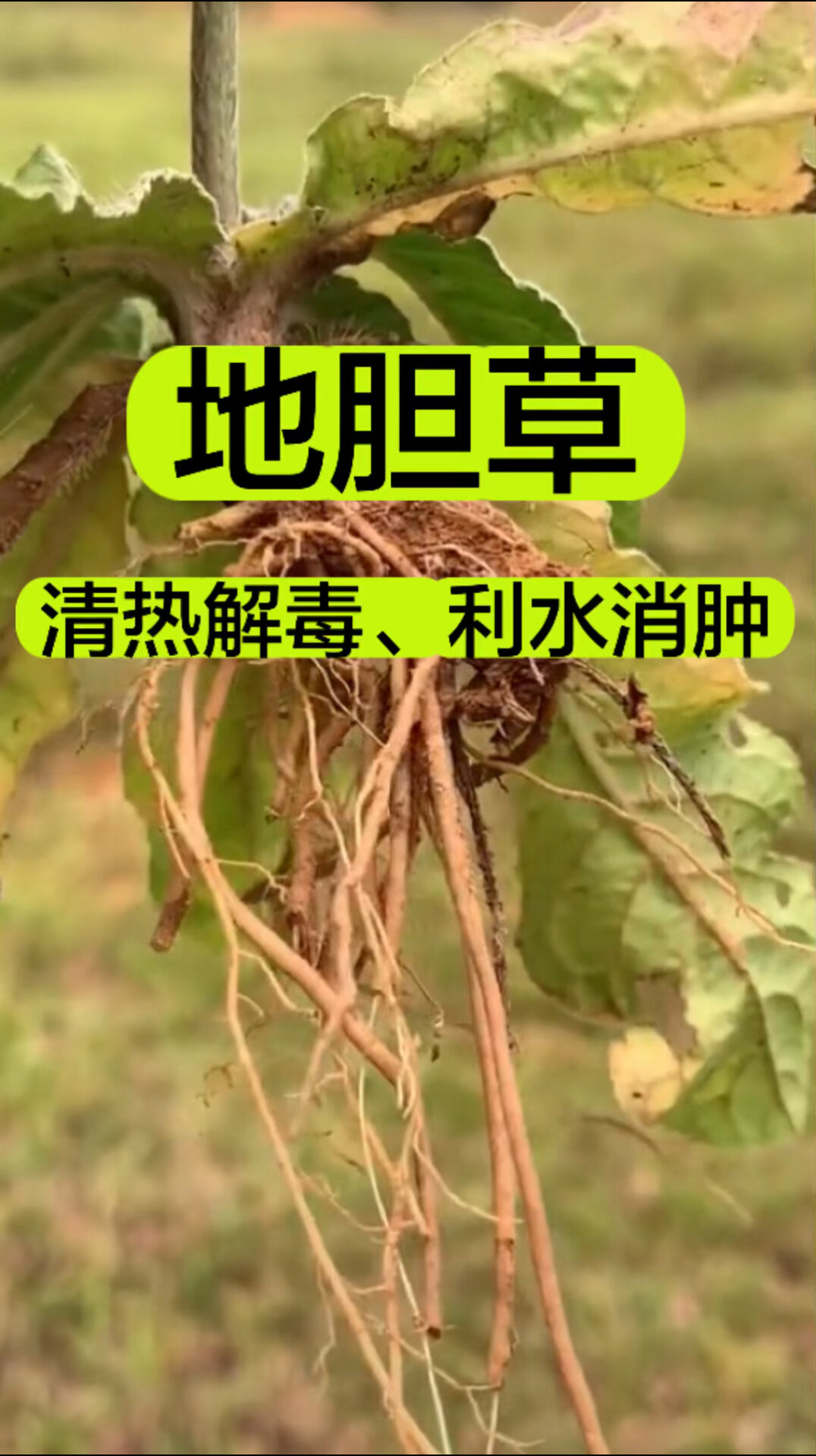 地胆草作用