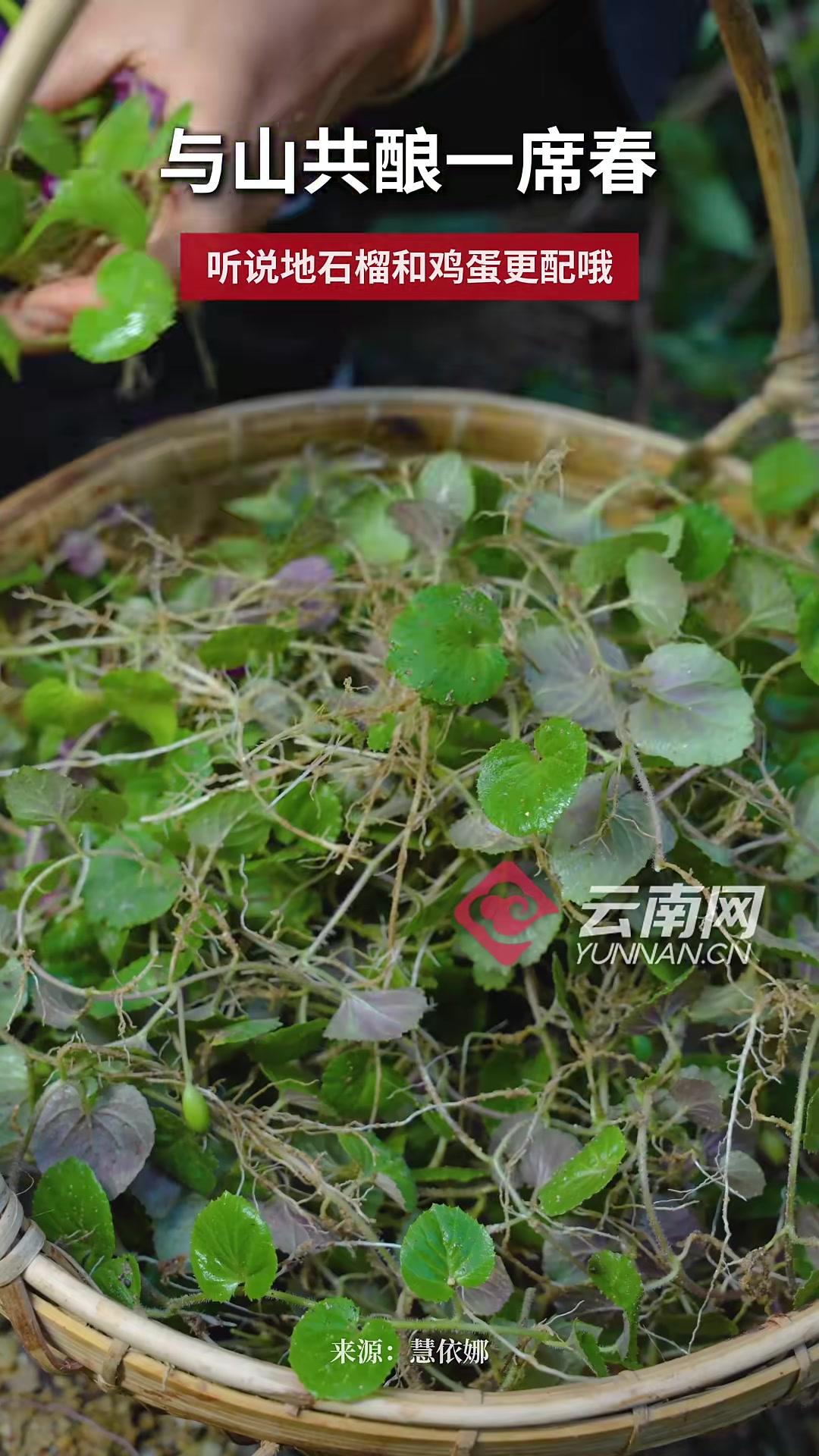 云南美食+1,地石榴与鸡蛋的绝美搭配,吃到了山野的纯粹 云南美食 地石榴 绝美搭配