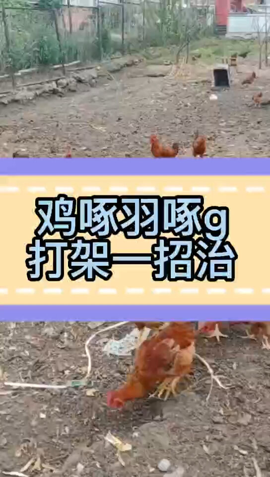 鸡啄毛打架怎么办什么原因导致鸡啄屁股