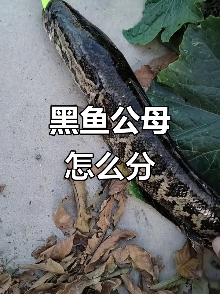 黑鱼公母分辨技巧，花纹走向一看就懂