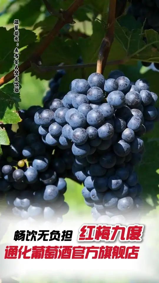 长白山野生葡萄+橡木桶陈酿，国货甜红天花板！通化葡萄酒国货老字号口粮酒老红梅葡萄酒 葡萄酒