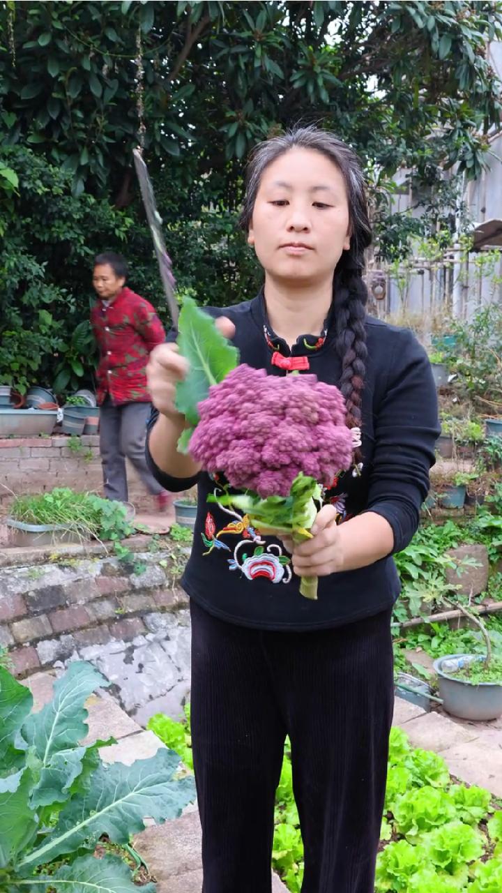 紫宝塔菜成熟了，砍一棵看看长得怎么样。自己种的纯天然的绿色蔬菜
