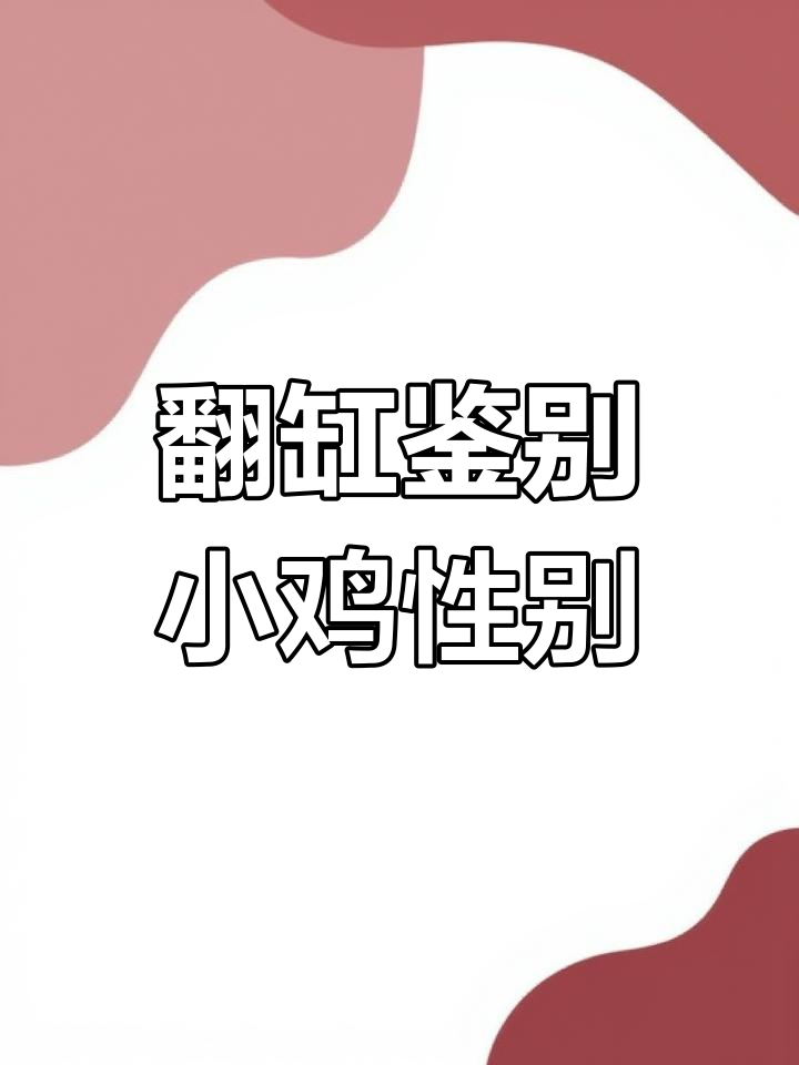 翻缸法辨别雏鸡公母,轻松掌握技巧