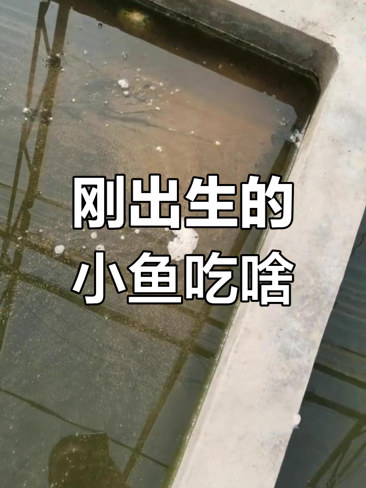 小鱼苗吃什么?从回水到水藻,一步步成长
