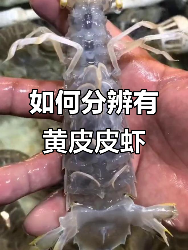 皮皮虾公母辨别技巧,如何挑选带黄的?