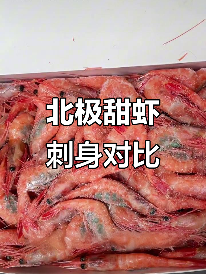 北极甜虾刺身大比拼,四零六零与九十规格你选哪种?