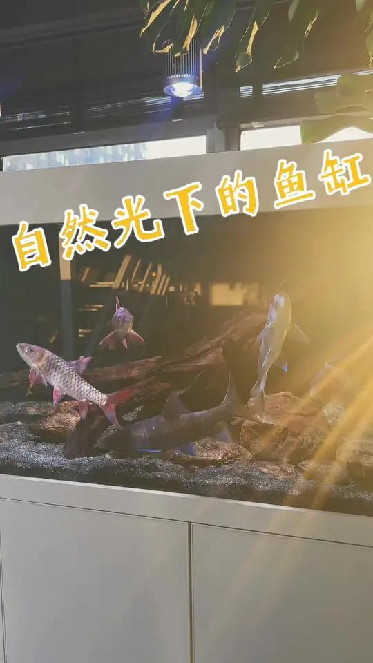 单曲循环「回留」养鱼日记 巴卡雷龙 红龙 金鱼 水鸦鱼缸