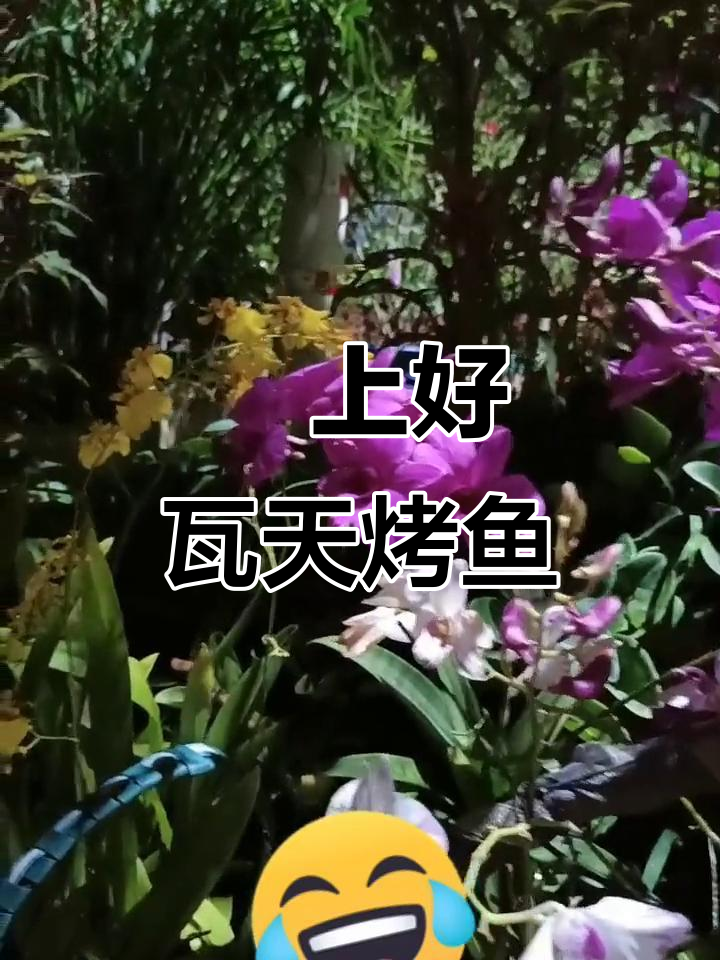 广东瓦天烤鱼与神秘声音的奇妙夜晚