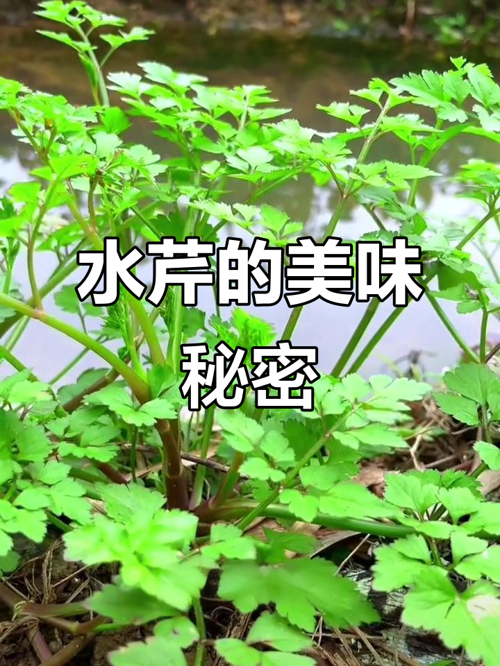 野生水芹菜,口感独特,可做茶、饺子等多种美味