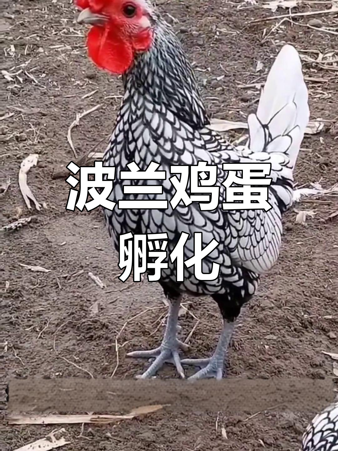 波兰鸡孵化全过程揭秘,羽毛如画