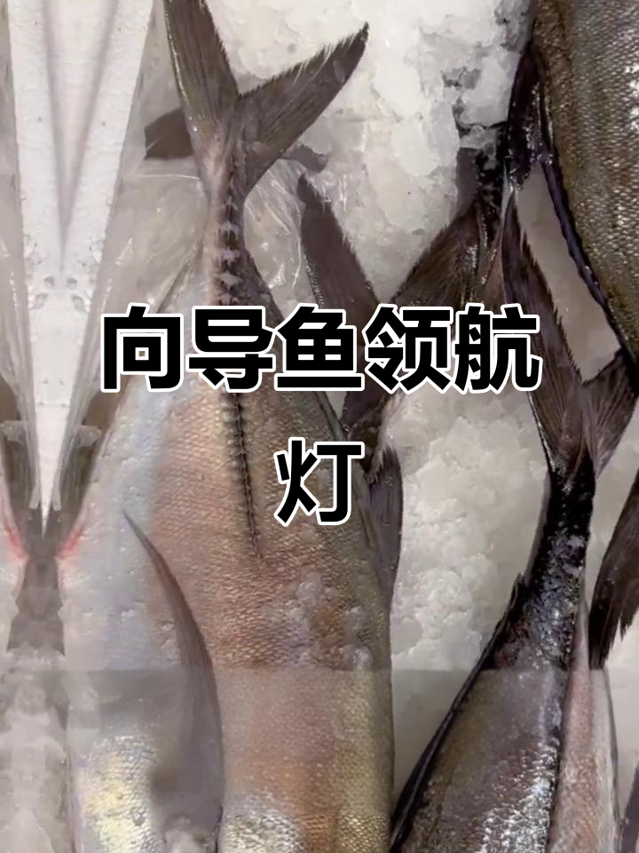 领航灯鱼:鲨鱼的向导,口感鲜美如张红