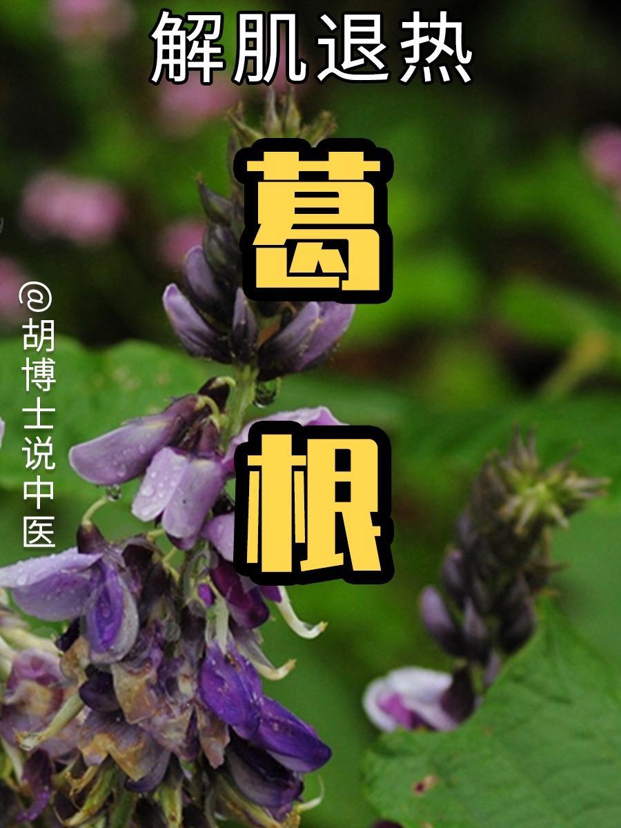 葛根 医疗健康创作训练营 硬核健康科普行动 葛根 植物科普 胡博士说中医