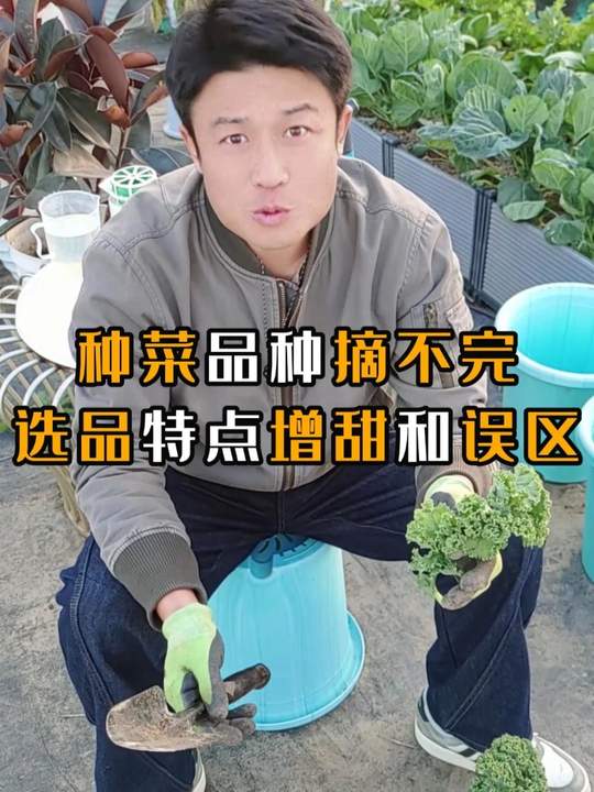 阳台种菜盆栽种植方法及技巧
