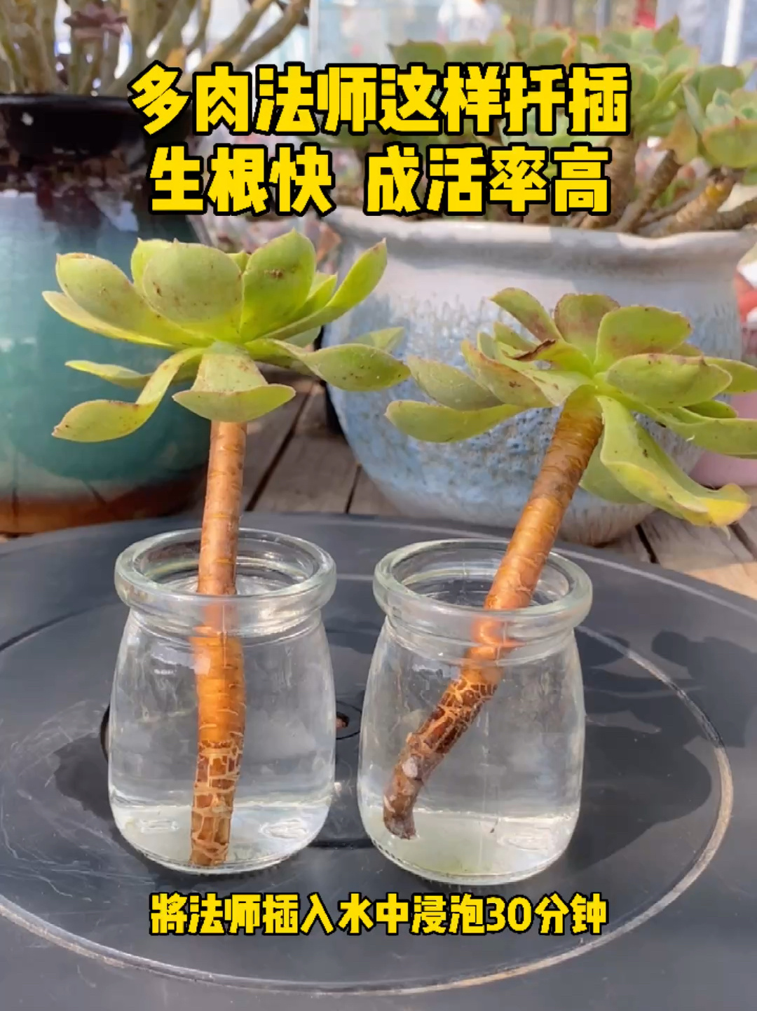 多肉法师这样扦插