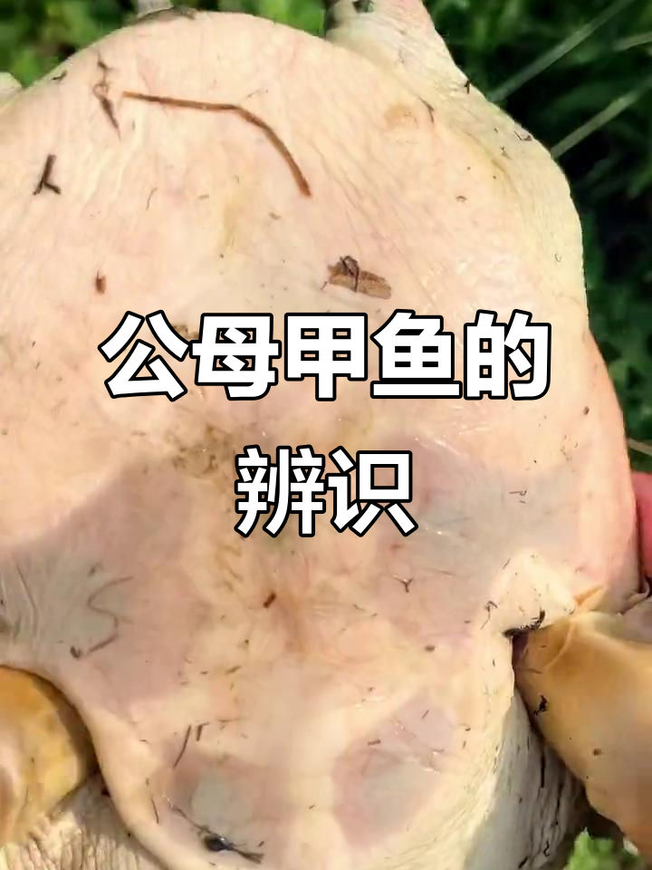 甲鱼纹路惊艳，公母辨别大揭秘