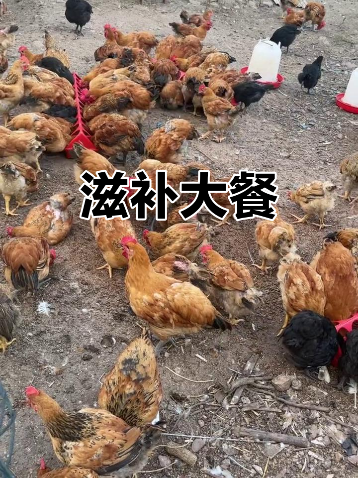 大公鸡炖山参,滋补效果惊人!