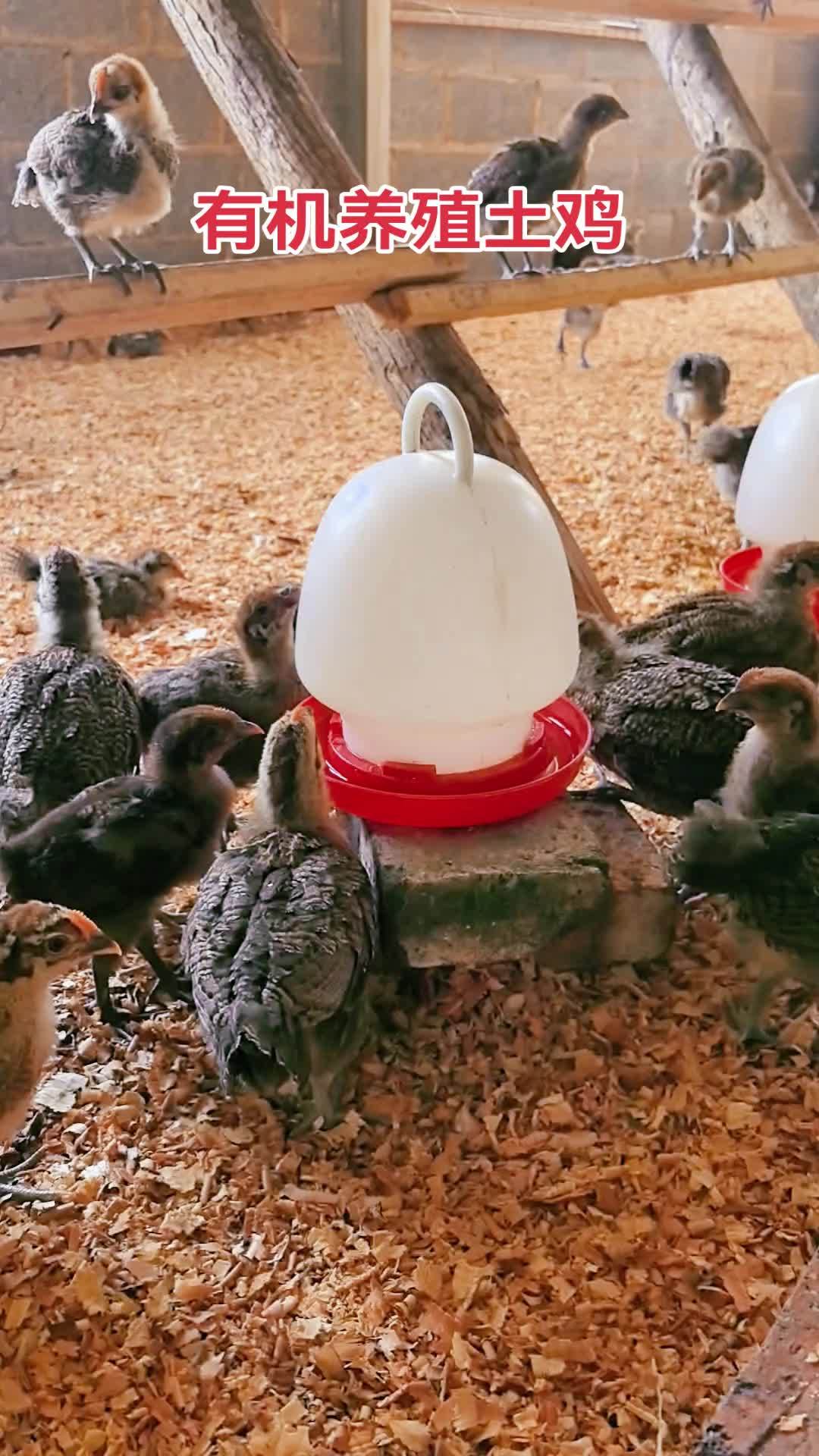 云枫教你学养殖 养殖技术 农村创业养殖 养鸡技术 雏鸡需要喂“开口”，真相是很残酷，雏鸡是