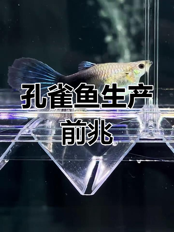 母鱼即将生小鱼的征兆与繁殖技巧