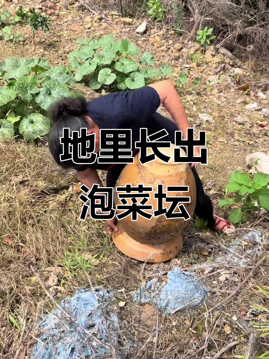 泡菜坛子长地里,搬回家种花创意十足!