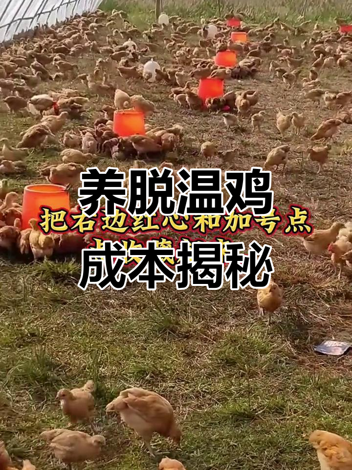 养殖脱温鸡的成本分析:赚不赚钱?