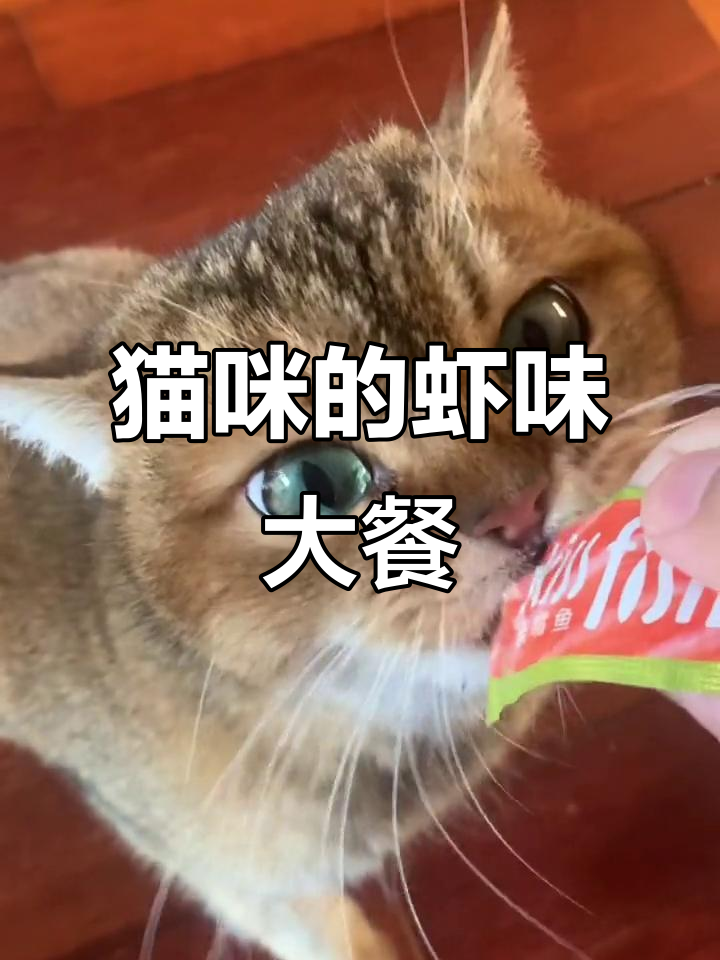 猫咪最爱的咪咪虾条,吃得不亦乐乎