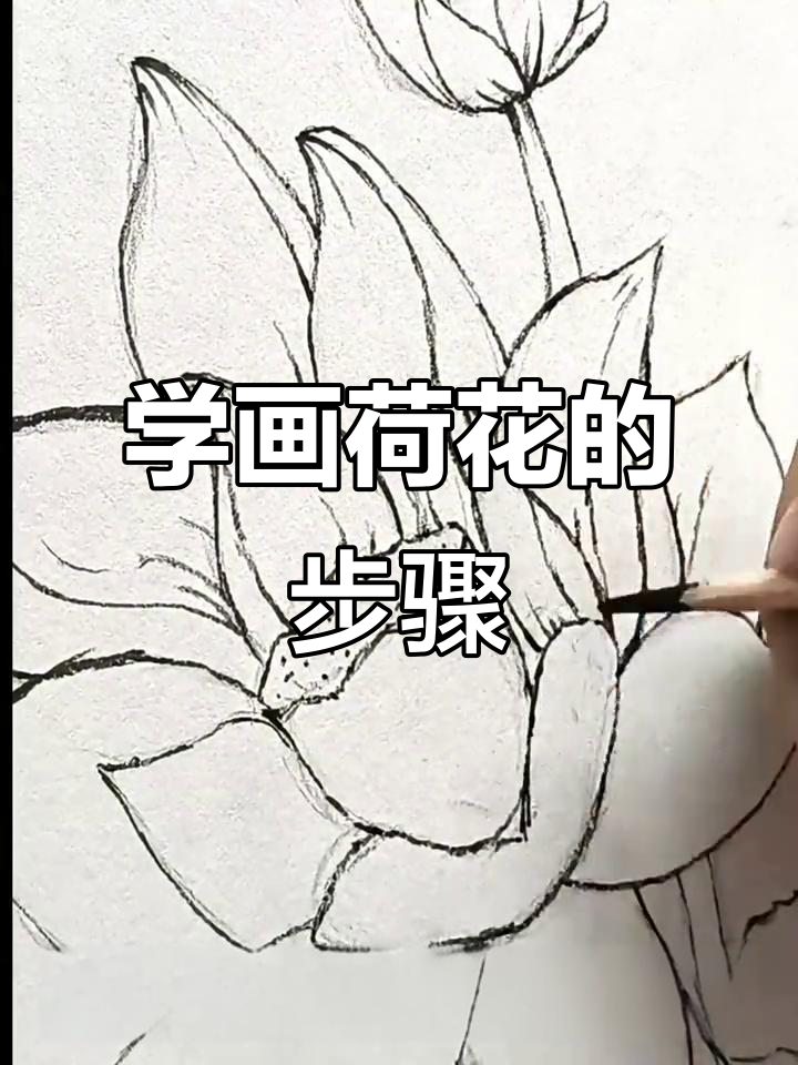手绘荷花技巧全解析,轻松掌握黑白线描画