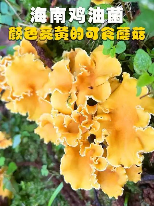 海南鸡油菌 最早发现于海南的一种可食野生菌