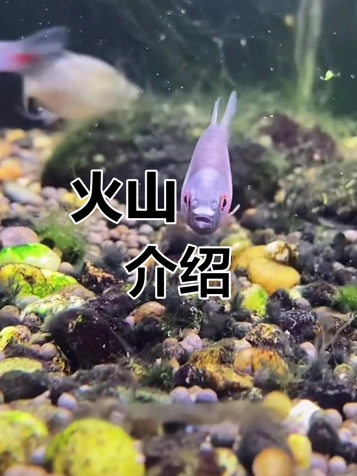 火山鳑鲏:重庆特有美丽鱼类