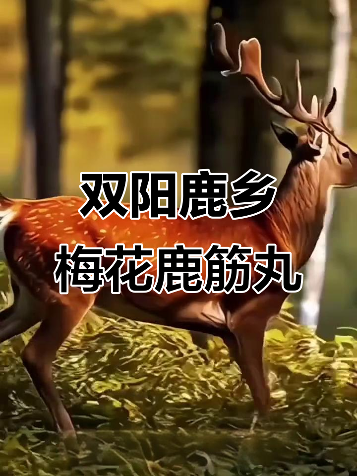 梅花鹿筋丸:古法秘制,滋补养生之选