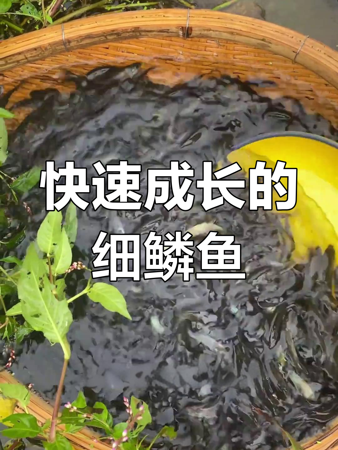细鳞鱼:耐低养、生长快,最大能长到15斤