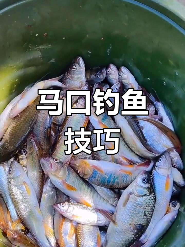 钓马口的饵料与窝料技巧解析