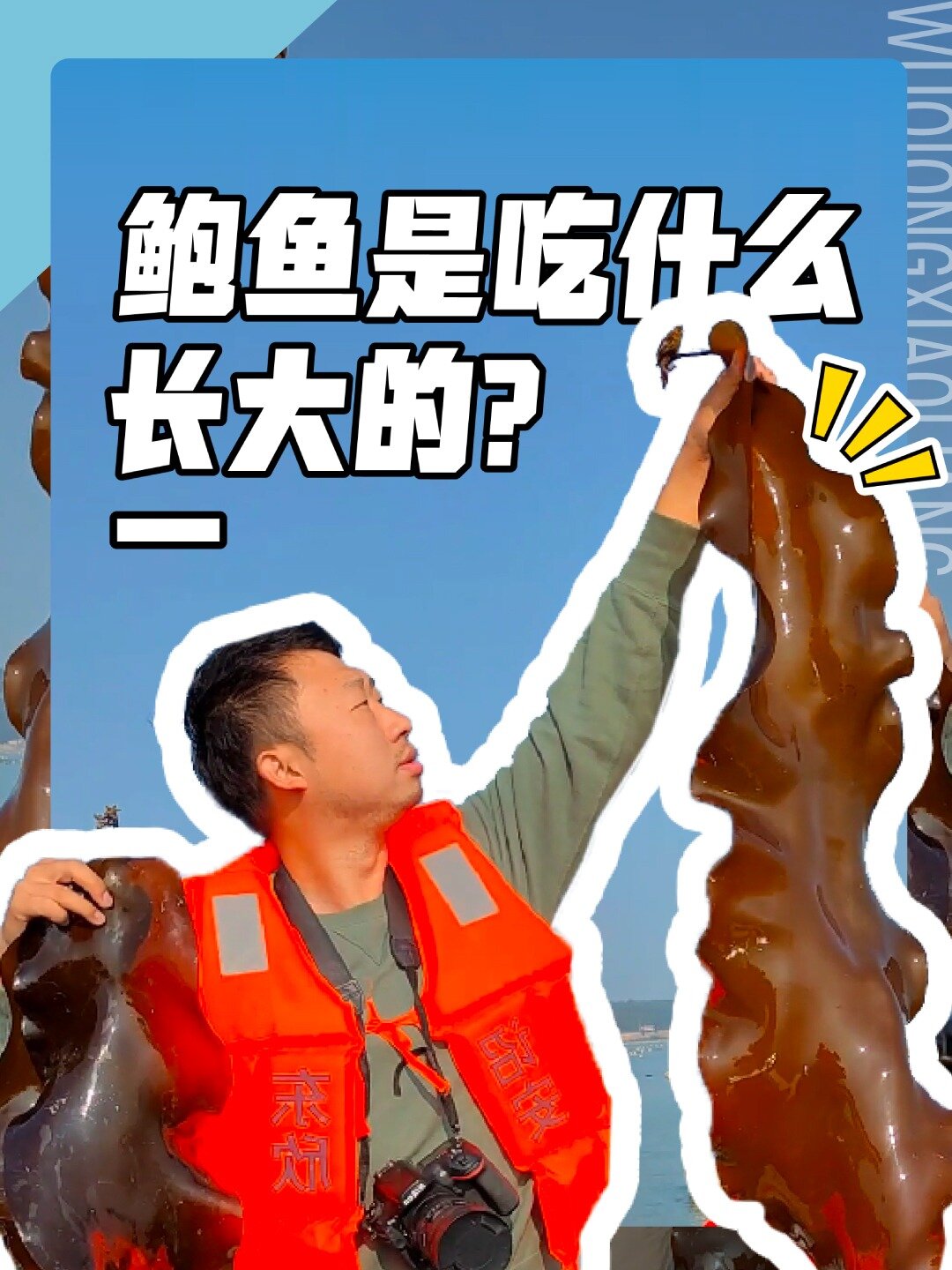 探访福建东山岛养殖基地,正赶上给鲍鱼放饭