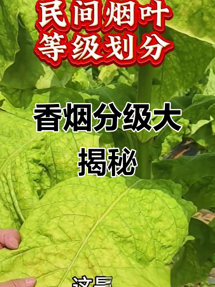 泰山、利群等香烟分级解析,硬核花与软中华到底有何不同?