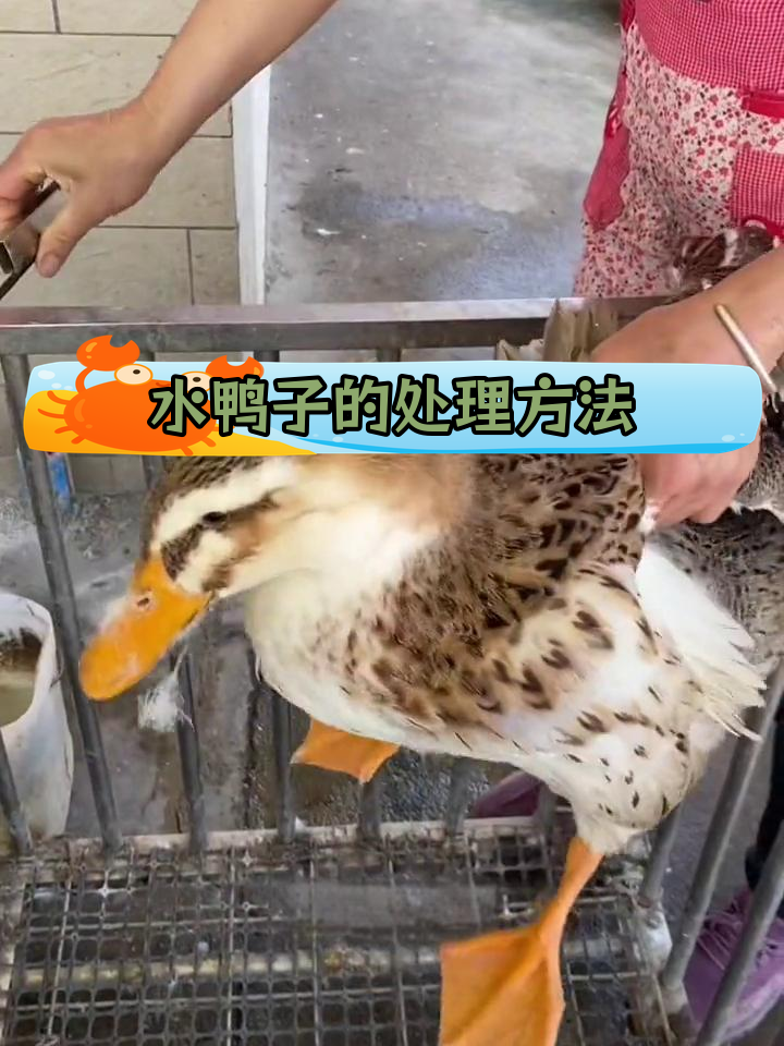 农村水鸭子处理全流程,轻松拔毛去内脏
