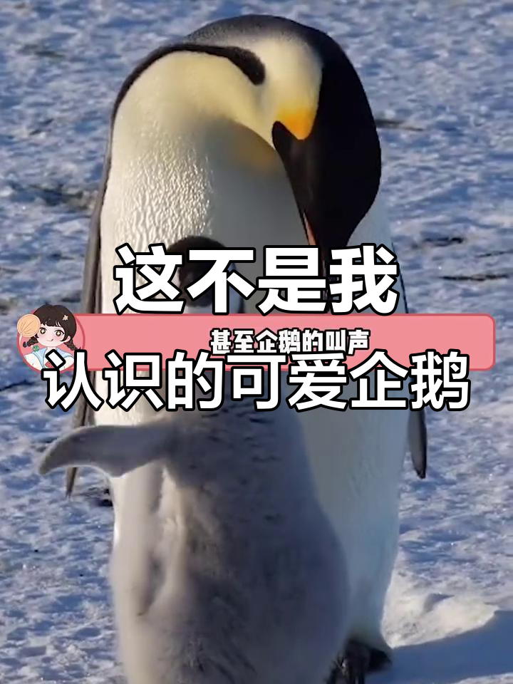 原来企鹅不是毛茸茸的,叫声让我震惊!