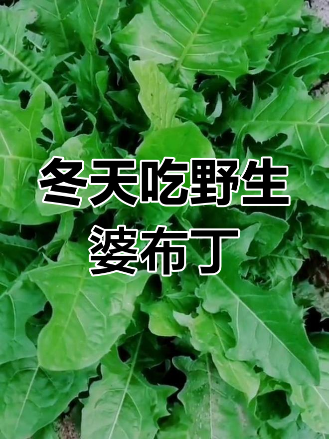 冬季也能吃到新鲜蒲公英,教你如何保存婆婆丁