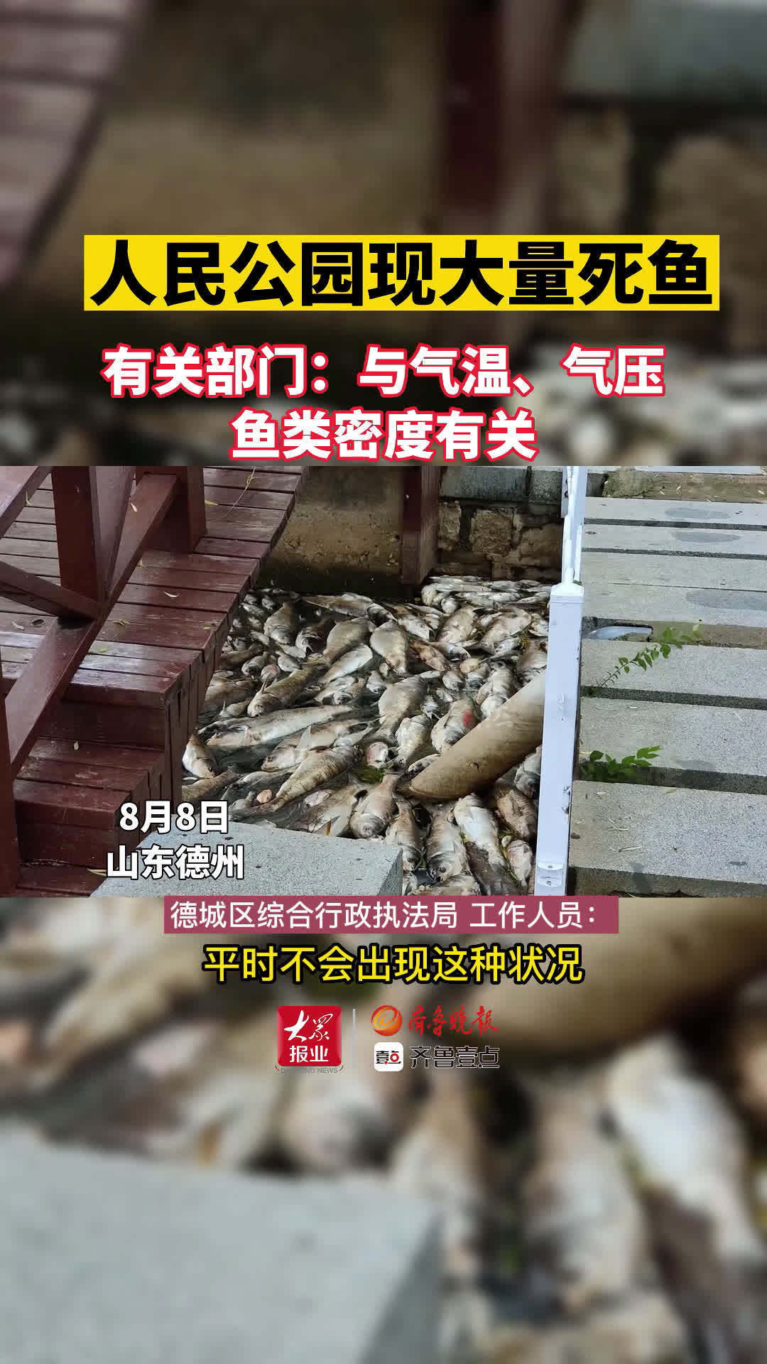 官方回应公园湖面漂浮大量死鱼「德州一湖面漂浮大量死鱼,咋回事?」近日,德州市人民公园湖面里