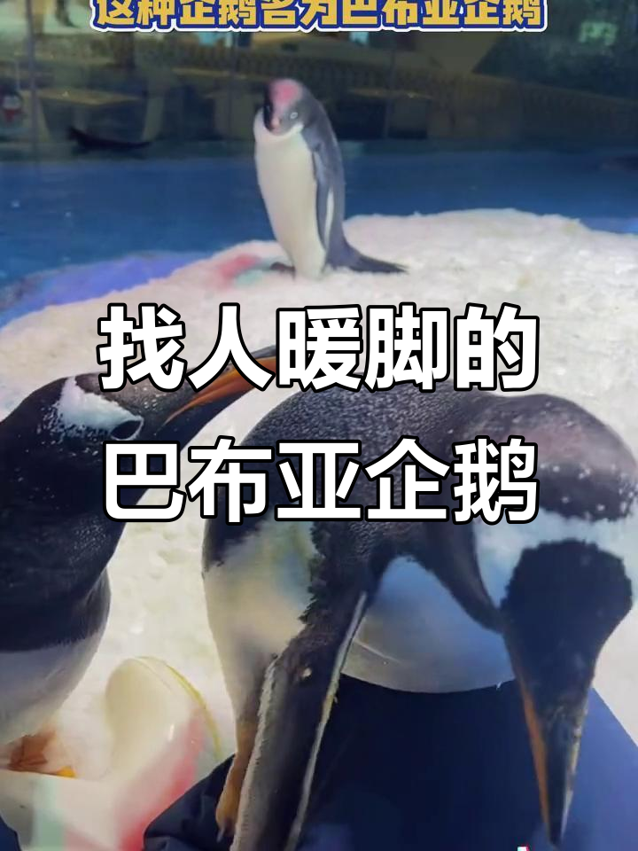 白眉企鹅的奇特行为:竟然找人暖脚,速度堪比赛车!