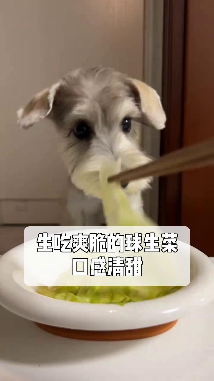 生吃爽脆的球生菜,口感清甜!