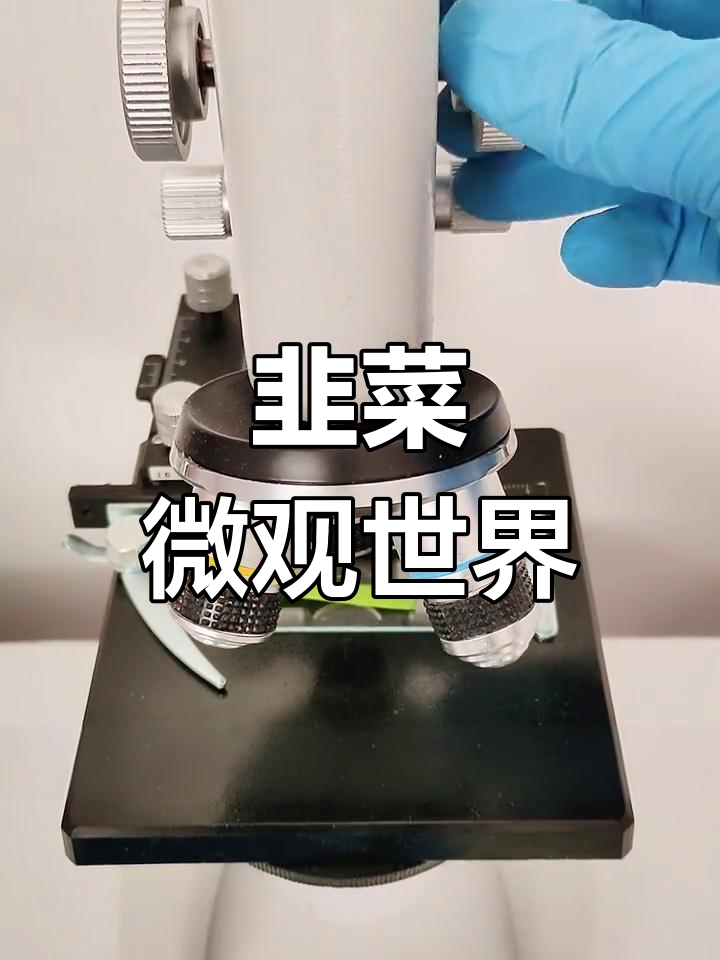韭菜显微镜下大揭秘,800倍放大看内部结构