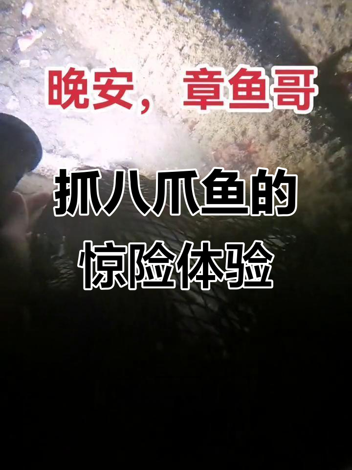 潜水遇八爪鱼,本能恐惧让我差点被吸住