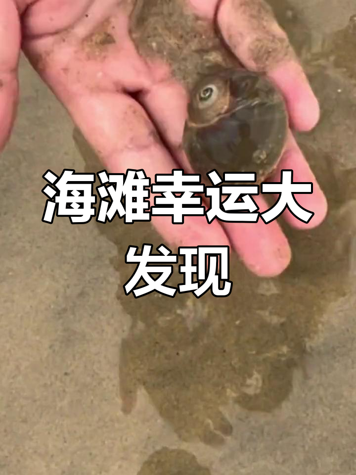 国庆前海边人少,捡到稀奇扁玉螺,运气爆棚!